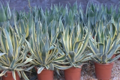 Agave americana 